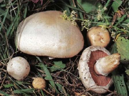   Agaricus silvaticus